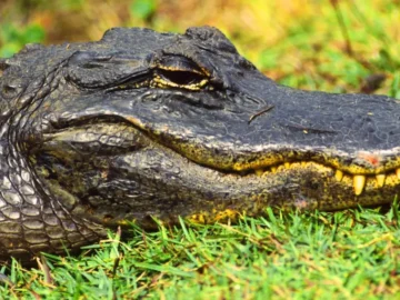 Alligator géant après l’attaque d’un labrador à Gulf Shore