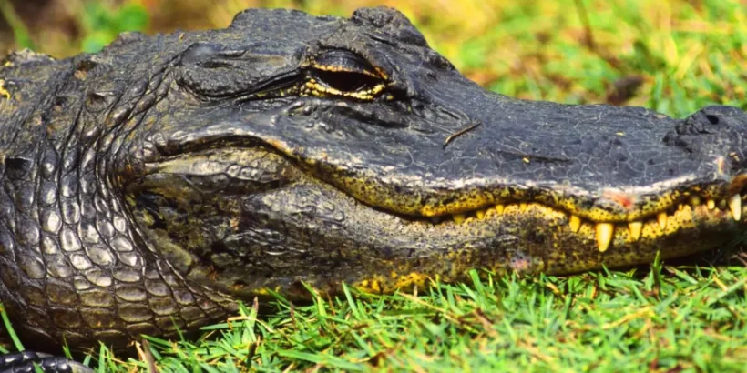 Alligator géant après l’attaque d’un labrador à Gulf Shore