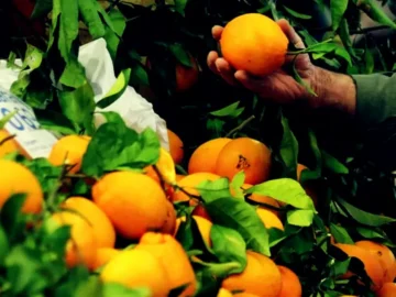 Vue d’un verger d’orangers en Algarve au cœur des préoccupations des producteurs après plusieurs vols.