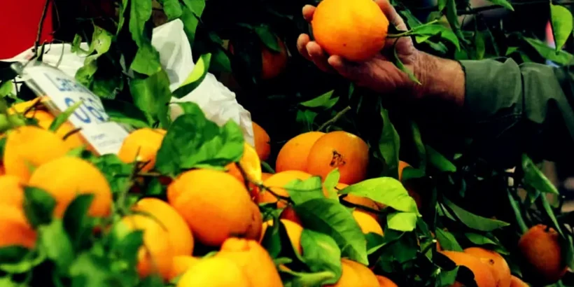 Vue d’un verger d’orangers en Algarve au cœur des préoccupations des producteurs après plusieurs vols.